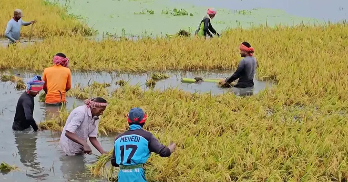 ব্রাহ্মণবাড়িয়ায় পানিতে নিজের ধান তলিয়ে যাওয়ার দৃশ্য দেখে' জমিতেই কৃষকের মৃত্যু