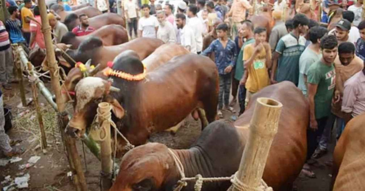 কুরবানির পশুর হাটে চাঁদাবাজি চলবে না: পল্লী উন্নয়ন ও সমবায় প্রতিমন্ত্রী মীর শাহে আলম