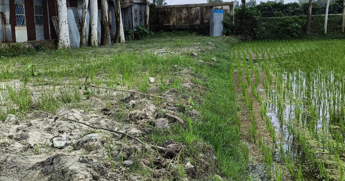 রায়গঞ্জে ঈদগাহ মাঠের রোপণ করা মেহগনি চারা উপড়ে ফেলার অভিযোগ