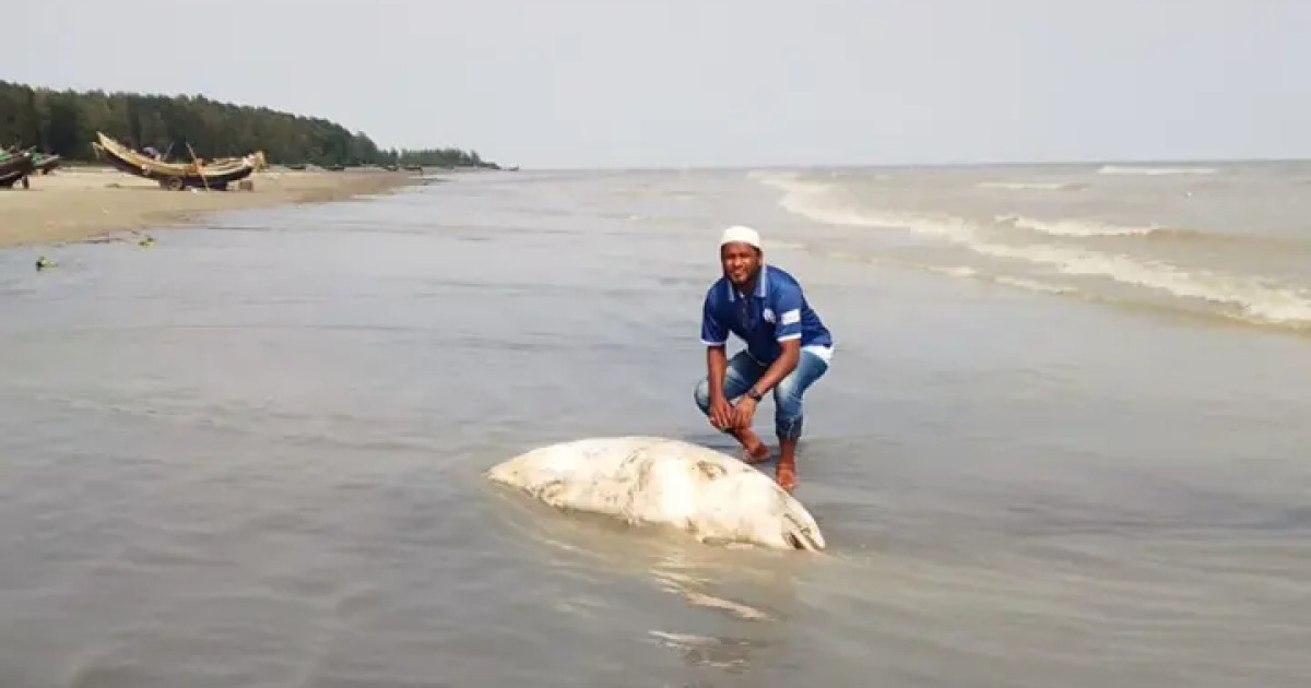 কুয়াকাটায় লেজে দড়ি বাঁধা মৃত ডলফিন উদ্ধার